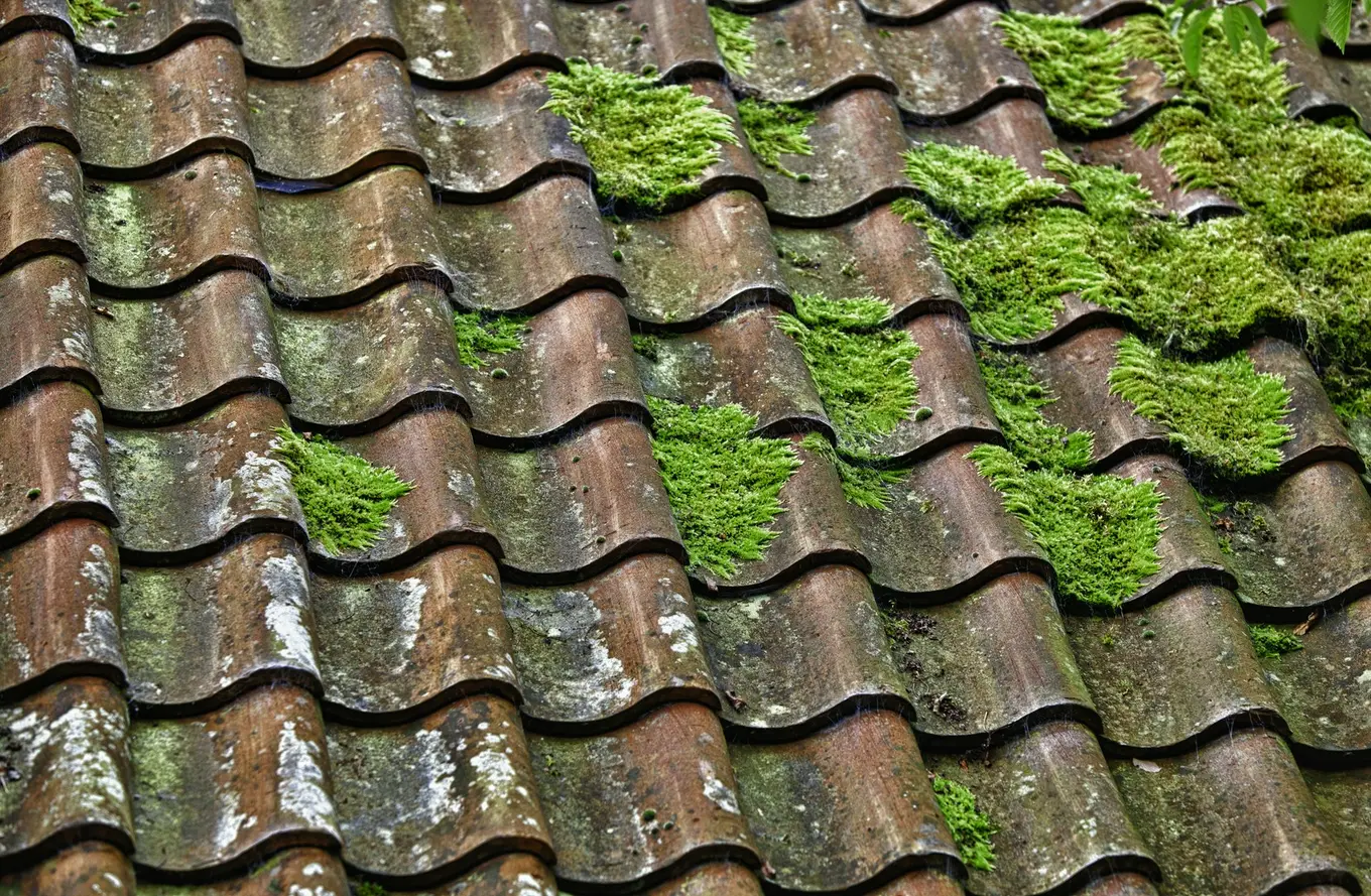 zielony nalot na dachu